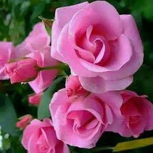 Meet your Posher, Sue